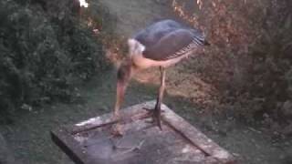 Marabou Stork Eating [upl. by Onitsirc]