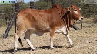 Denga Boran proudly presents DE 21 839 at the Primigravida Heifer Auction [upl. by Pardner747]