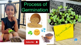 Simply Way to Teach kids How the process of Seed Germination☘️🌱🪴🍀 [upl. by Aretha]