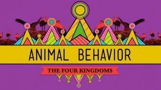 Animal Behavior  CrashCourse Biology 25 [upl. by Celestine469]