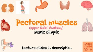 Pectoralis major and minor anatomy  Pectoral region  Muscles of Upper limb  medvidsmadesimple [upl. by Eilac987]