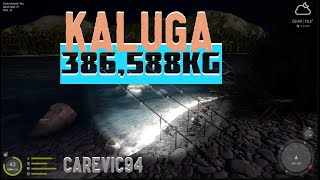 Russian Fishing 4 RF4 Yama River 💥Kaluga 368588 kg💥 [upl. by Negyam]