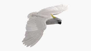 Cacatua Galerita Sulfur crested Cockatoo Parrot [upl. by Letnwahs]