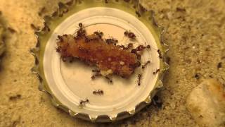 Pheidole pallidula feeding on onion sausage time lapse [upl. by Lesser]