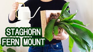 How to Mount Staghorn Ferns  Water Once a Month [upl. by Earal]