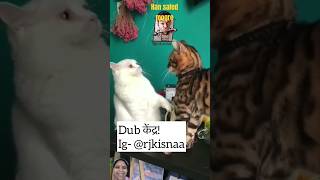 Hath rakho aur bhar do 😀😀👍 cat comedy funny shortsviral ytshorts usharaniwatching9999 [upl. by Marinelli717]