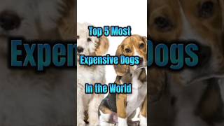 Top 5 Most Expensive Dogs in the world  Global Top 5 shorts ytshorts dogs viral doglover [upl. by Nolyaw676]