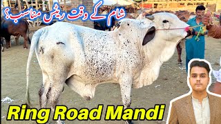 Ring Road Maweshi Mandi PeshawarKhubsurat or Bary Janwar agye Mandi my😍 [upl. by Tollman]