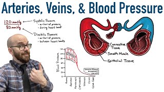 Arteries Veins and Blood Pressure [upl. by Brothers]