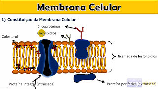 Membrana Plasmática parte I  Com material na descrição [upl. by Rehpotsrhc]