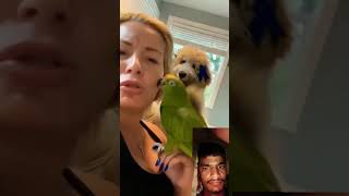 laughoutloudanimals dog cat funny trynottolaug short viral video like and subscribe 🙏🙏 [upl. by Nnaarual]