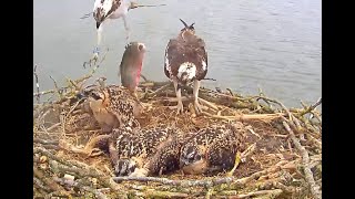 Breakfast flies in Rutland Ospreys 09 June 2022 [upl. by Ainer]