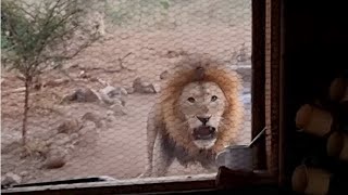 Lion in the kitchen window [upl. by Noremac]