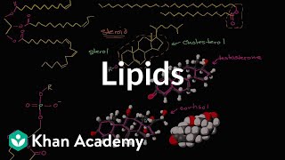 Lipid overview  Macromolecules  Biology  Khan Academy [upl. by Hamirak708]