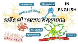 cells of nervous system Neuroglia Oligodendrocytes Astrocytes Microglia Ependymal Schwann Satellite [upl. by Supmart]