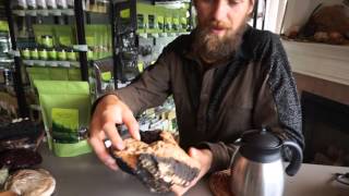 Chaga Mushroom  MiniIntensive w Yarrow Willard ClH  Harmonic Arts [upl. by Ahsenet]