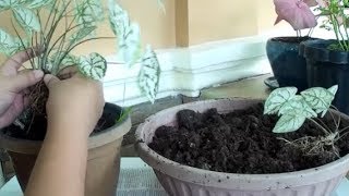 How to Propagate and Care White Caladium Plant [upl. by Nryhtak]