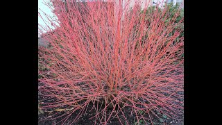 Taille du Cornus sanguinéa taille des cornouillers [upl. by Ab151]