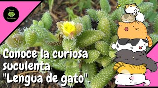 O Delosperma echinatum una plantita con mucha textura [upl. by Ailati]