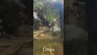 Otters  Lost World Of Tambun Ipoh otter zoo animals wildlife wildanimals shorts [upl. by Licec]