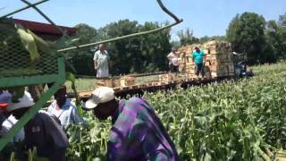 Sweet corn mule train [upl. by Disario]