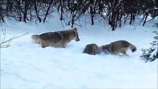 American Badger vs Coyotes [upl. by Aprile510]