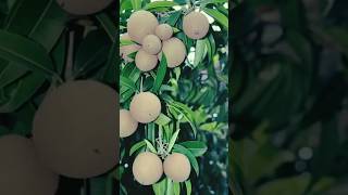 Sapota tree with fruit  Sapodilla  Chickoo  Nose berry lamoot [upl. by Ecnerat429]