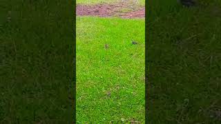 bigbird tricks little biird nature Sparrow and the cowbird [upl. by Nahtaj]