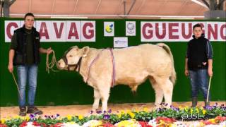 CONCOURS CHAROLAIS GUEUGNON 2015 [upl. by Cori]