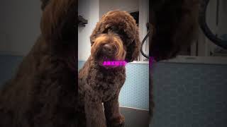 meet the labradoodle labradoodle labradoodlesoftiktok labradoodlepuppy minilabradoodle [upl. by Eiuol433]