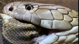 KING COBRA EATS SPITTING COBRA [upl. by Baskett486]