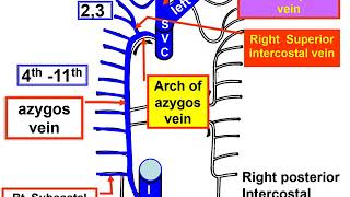 Intercostal vessels amp Azygos vein [upl. by Laehcim]