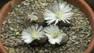 Living Stones Lithops Blooming Time Lapse [upl. by Eynenihc]