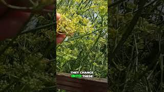 Grow Your Own Fennel  Harvesting Homegrown Fennel Seeds [upl. by Yretsym]