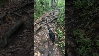 Jasper loves a good trail hike Judd Trail Honolulu [upl. by Gussie45]