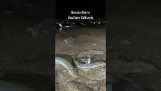 Grunion Run Thousands of silvery fish beach themselves on Southern CA beaches [upl. by Darrey]