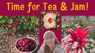 6 Great Reasons to GROW Red Roselle Hibiscus EASY Beautiful Delicious [upl. by Enoj]