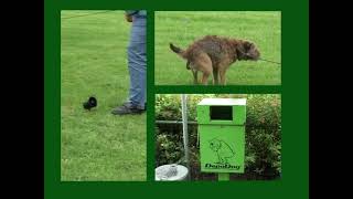 Bouvier des Flandres Social Behavioral Testing quotMACHTquot [upl. by Laup465]