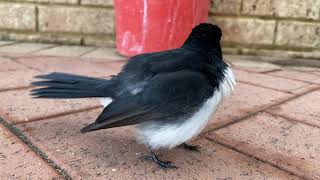 Willie Wagtail calling his Friend [upl. by Samalla531]