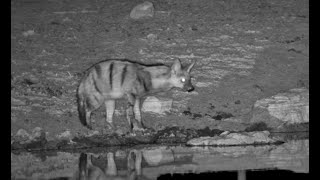 Aardwolf comes to drink leaves in a flurry [upl. by Atiuqer791]