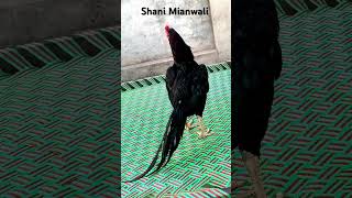 ASEEL murgh aseel murghalovermianwalei aseelmianwali murga mandiaseel mandi [upl. by Idur]