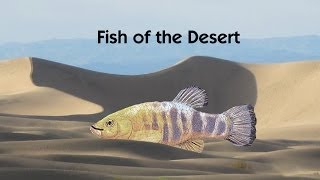 Death Valley  Fish of the Desert  Travel for Kids [upl. by Uzia982]