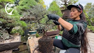 Corokia Cotoneaster Bonsai [upl. by Alexander]