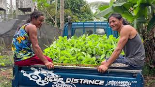 Lakatan Tissue Cultured Banana Seedlings Hauling amp Lets manifest together [upl. by Elraet]