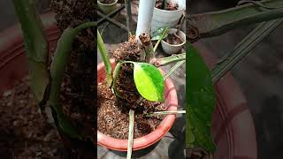 Marmorata plants monstera [upl. by Reider]