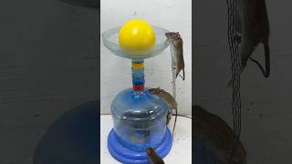 Good idea for mouse traps at home rat rattrap mousetrap shorts [upl. by August316]