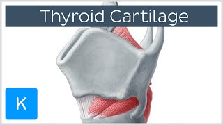 Thyroid Cartilage  Definition amp Function  Human Anatomy  Kenhub [upl. by Camey]