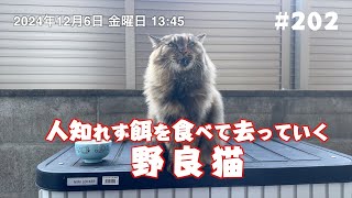 人知れず餌を食べて去っていく野良猫 202 [upl. by Neivad]