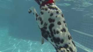 Swimming Dalmatian Ruka Xmas Day 2013 [upl. by Wardieu]