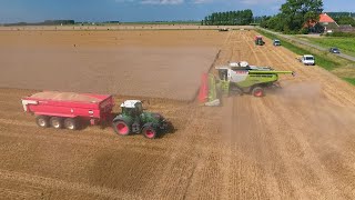 CLAAS LEXION 780 TT 1230 m BIG Harvest in the Netherlands [upl. by Onimixam4]